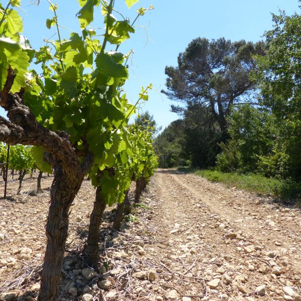 Sentier découverte vignes, vins et patrimoine
