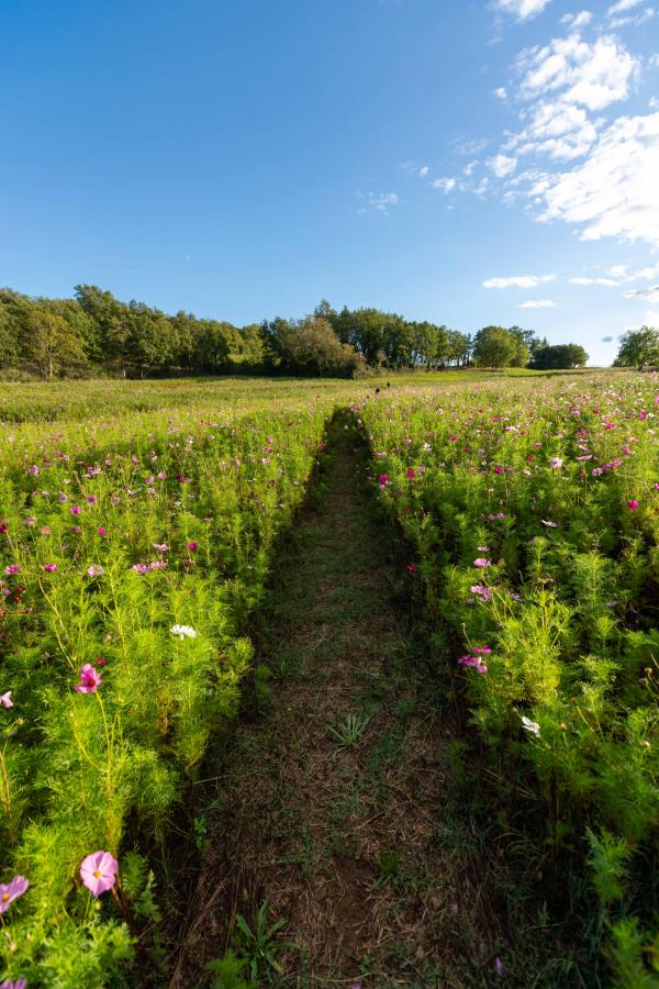 Domaine les Davids - La Promenade des Davids