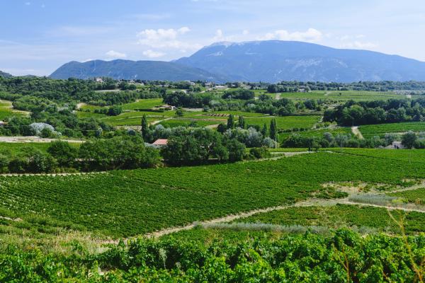 Cave la Comtadine (Groups & Seminars)