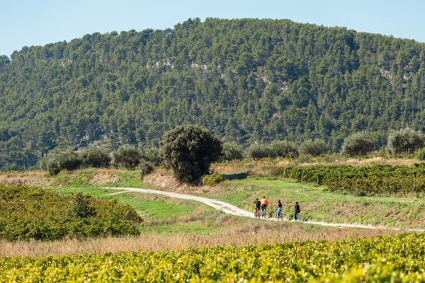 Balade à VTT électrique dans le vignoble et dégustation - Rhonéa
