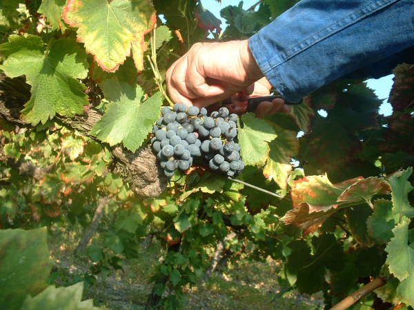 Domaine Notre Dame de Cousignac