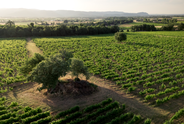 Découvrir la Maison Lombard