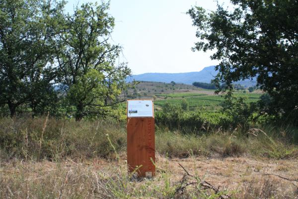 Balade dans les vignes au Château de la Selve